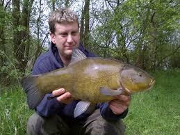 tench