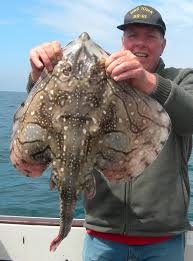 Undulate ray