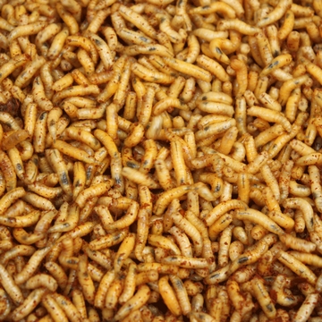 maggots