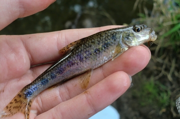 Gudgeon