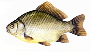 ccarp