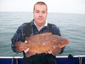 cuckoo wrasse