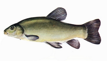 tench