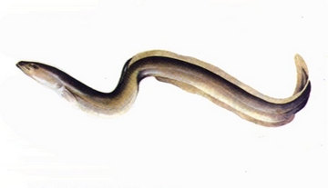 eel;s