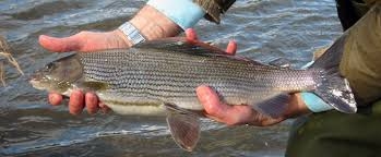 Grayling