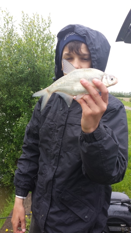 Silver Bream