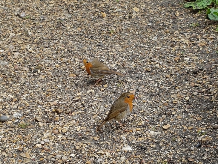 Our friendly Robins