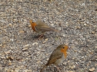 Our friendly Robins