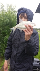 Silver Bream