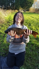 Nice Common Carp