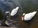 Swans