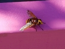 Hornet come and sat next to Me
